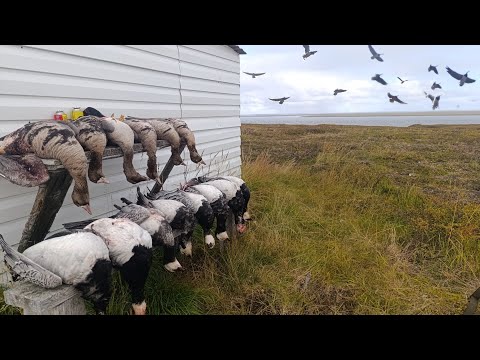 Видео: ЖИВУ В ИЗБЕ И ОХОЧУСЬ НА ГУСЯ!! ДА ГРЯНУЛ ШТОРМ! ОСЕННЯЯ ОХОТА НА ГУСЯ 2025!