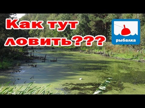 Видео: Как поймать рыбу на полностью заросшем водоёме_отчёт о рыбалке