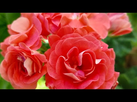 Видео: Пеларгонии сорта-новинки. СиМ Поэзия, Валенсия, Гармония и Ю Бела. Считаем лепестки.