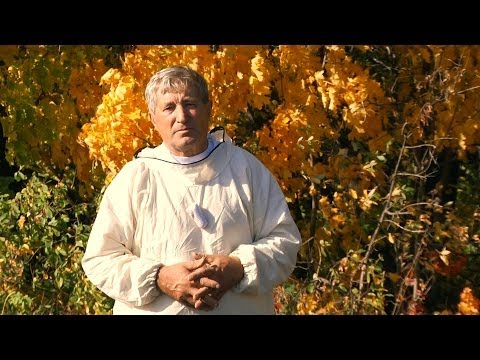 Видео: Слет пчел, коллапс пчелиных семей