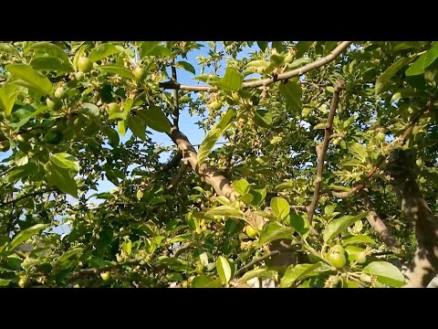 Видео: Нормування плодів яблуні