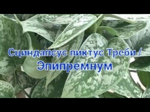 Видео: Сциндапсус пиктус Треби / Эпипремнум