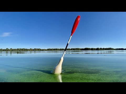 Видео: Ловимо КАРПА НА ПОПЛАВОК!!!