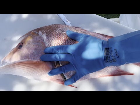 Видео: Как получить максимум пользы от рыбы — Часть первая: советы по филетированию от профессионалов