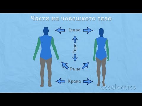 Видео: Човешкото тяло - Околен свят 2 клас | academico