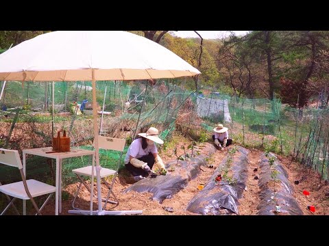 Видео: Как начать сад для начинающих🌱 Брокколи, паприка, помидоры, красный перец