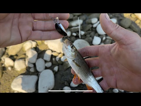 Видео: Рибалка на живця. 🐠 Річка Бистриця Солотвинська 🐠