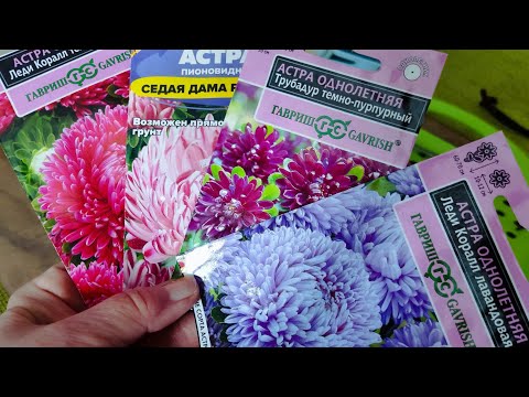 Видео: Секрет Посева 🌸АСТРЫ! Быстрые Всходы! Всегда Удачно!