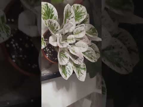 Видео: Фиалкины секреты