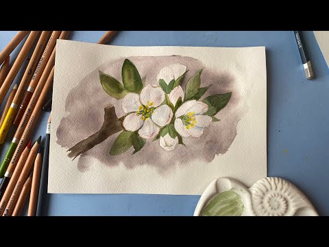 Видео: Веточка цветущей яблони. Рисунок акварелью и карандашами