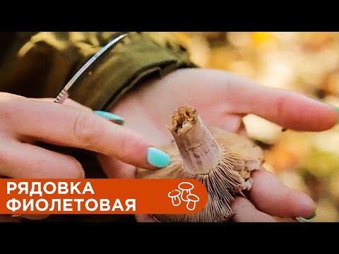 Видео: Рядовка Фиолетовая. Где Растет, как Собирать и Готовить?