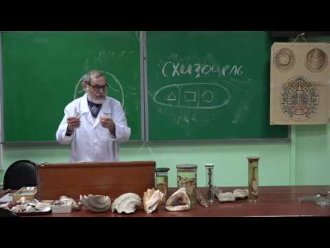 Видео: Моллюски. Брюхоногие. Михаил Черняховский