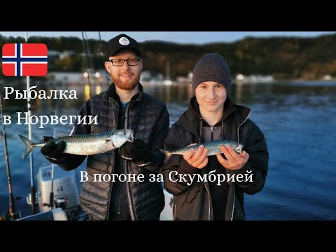 Видео: Гонка за скумбрией!! Рыбалка в Норвегии! Морская рыбалка!! Ловля скумбрии, опять четыре сразу!