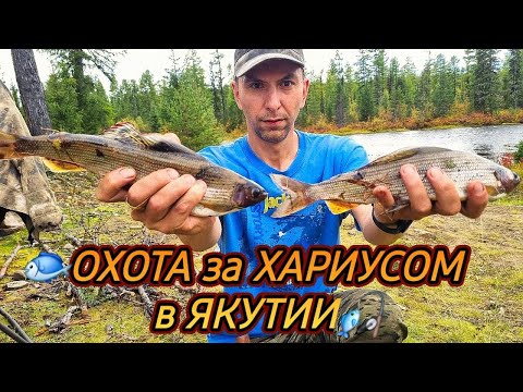 Видео: ДВИГАЕМСЯ на ВЗЛЁТ: ОХОТА за ХАРИУСОМ в ЯКУТИИ!