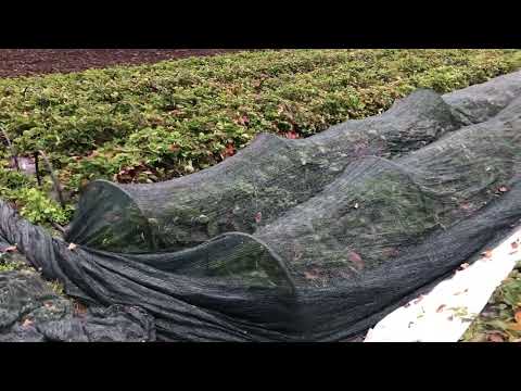 Видео: Розсаду ще відправляємо! Трішки думок про стаканову розсаду!