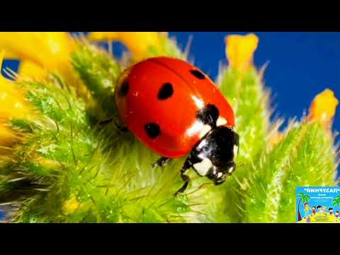 Видео: " Божа корівка"