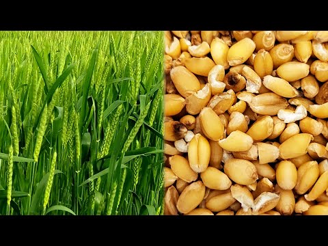 Видео: Выращивание хлеба зимой: домашняя пшеница #фермерство #пшеница #приусадебное хозяйство