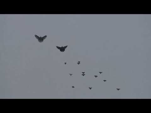 Видео: Голуби в небі