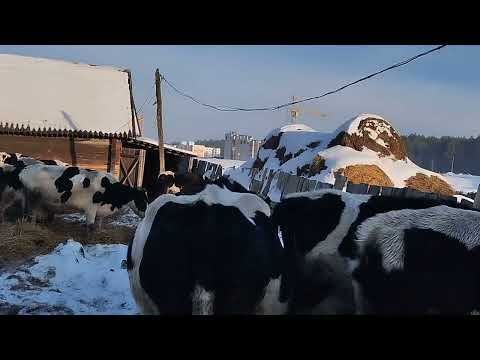 Видео: выгодны ли держать коров 2024