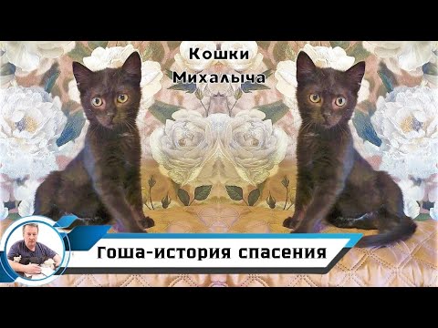Видео: История спасения.Гошка.Гошка картошка.