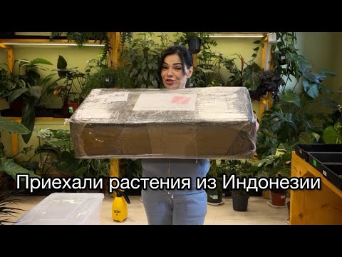 Видео: Распаковка растения из Индонезии😉Поставка 11.10.2025, Антуриумы, Алоказии, сциндапсусы, филодендрон