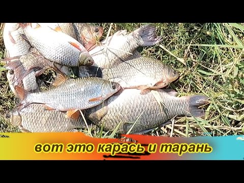 Видео: Замечательные карась , жерех, тарань , лещ ! Рыбалка 19  20 сентября / Маяки / Днестр
