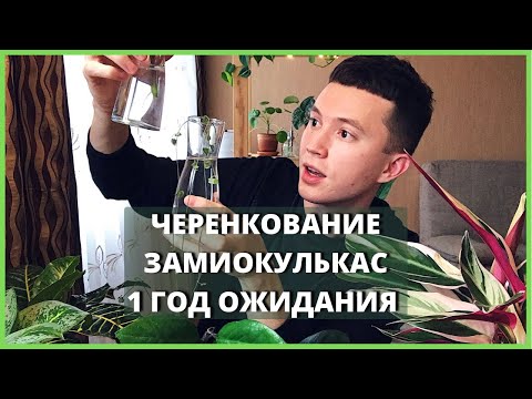 Видео: Размножение Замиокулькаса » Как НЕ нужно Черенковать