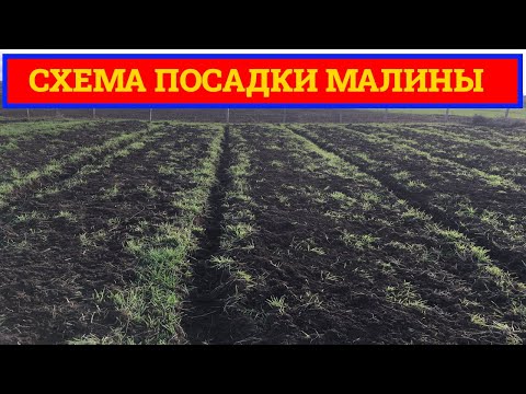 Видео: СХЕМА ПОСАДКИ МАЛИНЫ В ОТКРЫТОМ ГРУНТЕ || ПОСАДКА МАЛИНЫ ВЕСНОЙ И ОСЕНЬЮ #посадка_малины #малина