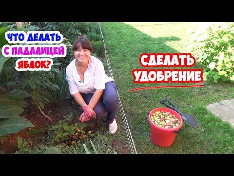 Видео: Яблочный ОПАД. Что делать с падалицей? ЖИДКОЕ УДОБРЕНИЕ из ЯБЛОК! Эффективная и простая подкормка👍