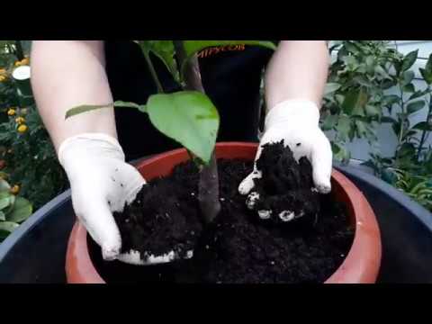 Видео: Неудачный грунт