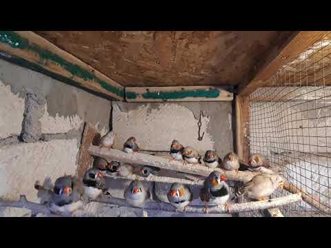 Видео: зебровая амадина // секреты разведения..часть-3...the Finch // the secrets of breeding