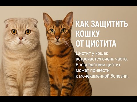 Видео: Как защитить кота от цистита. Цистит очень часто бывает у котов. Это причина и мочекаменной болезни.