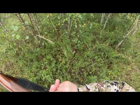 Видео: Ходовая охота с Дратхааром Гай на Тетерева