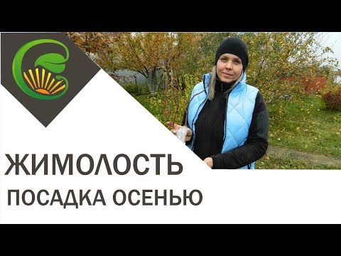 Видео: Жимолость - посадка осенью