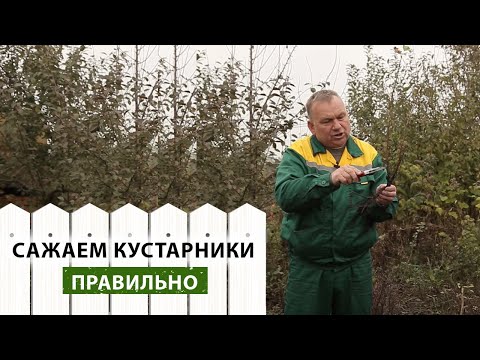 Видео: Как правильно сажать кустарники на даче