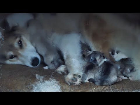 Видео: Чеза и щенки 