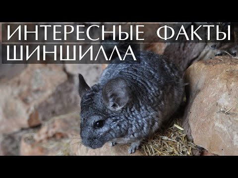 Видео: Шиншилла интересные факты