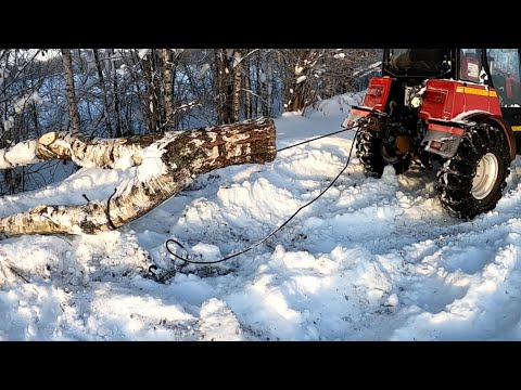 Видео: Заготовка дров! День 1-ый | МТЗ 320.4