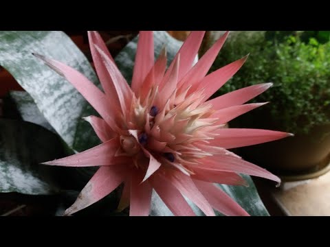 Видео: Поговорим о цветах! Эхмея.