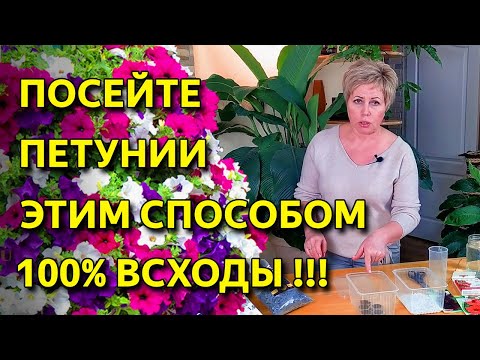 Видео: Как правильно посеять петунии. ПОСЕВ ПЕТУНИЙ удаётся всегда! Будете с цветами!