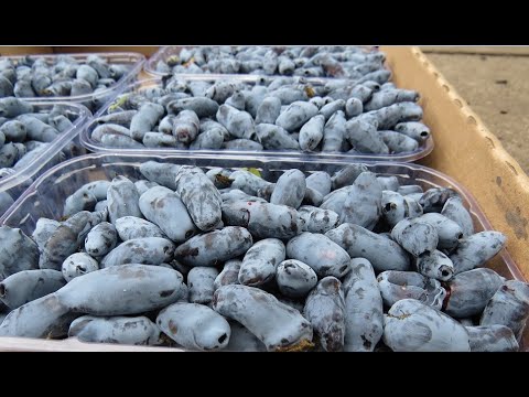 Видео: Краткий обзор моих сортов жимолости.