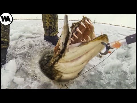 Видео: Рыба, Которая Убивает Крокодилов