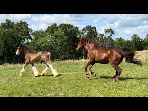 Видео: Примут ли они её? — Наш новый клейдесдаль встречает стадо