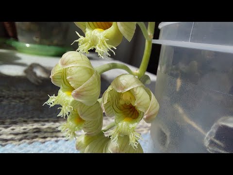 Видео: Первое! Волшебное!  Ароматное! Цветение Clowesia Amazonica 'Jumbo'. Катасетум или орхидея морковка