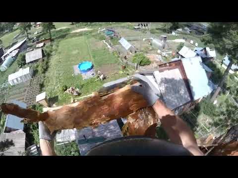 Видео: Большая сосна, пилю 3,5 часа