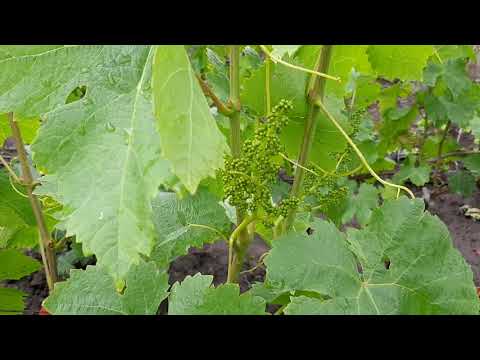 Видео: Кишмиш Алиса в стране чудес, заставляет повышать ей рейтинг