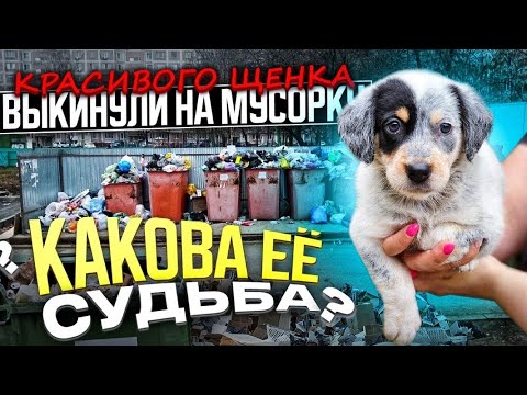 Видео: Нереально красивого щенка выкинули на мусорку😢 история Роны