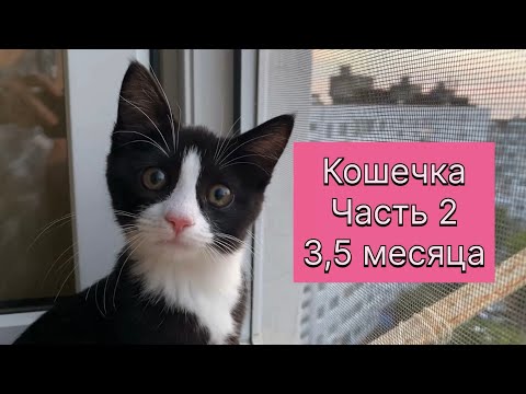 Видео: Знакомство с роботом пылесосом. Кошка познает мир и очень любит воду. 9 июля 2025 г. 