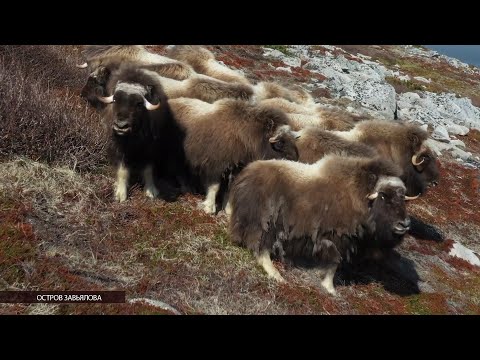 Видео: На острове Завьялова родились два теленка овцебыка