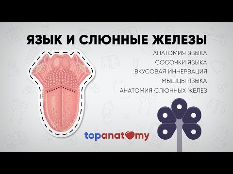 Видео: Язык и слюнные железы
